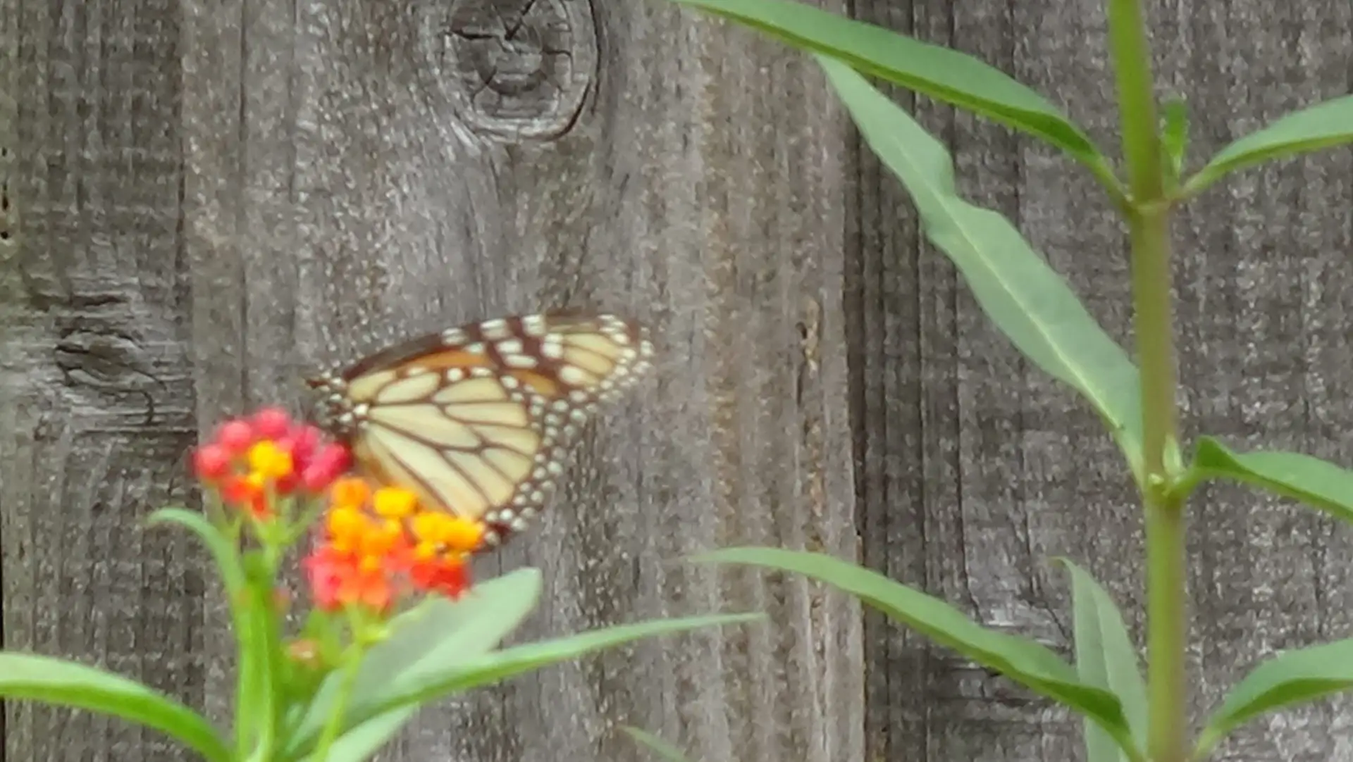 Monarch Butterfly Garden