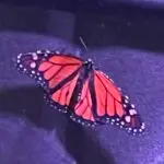 IMG_6724-scaled.jpeg