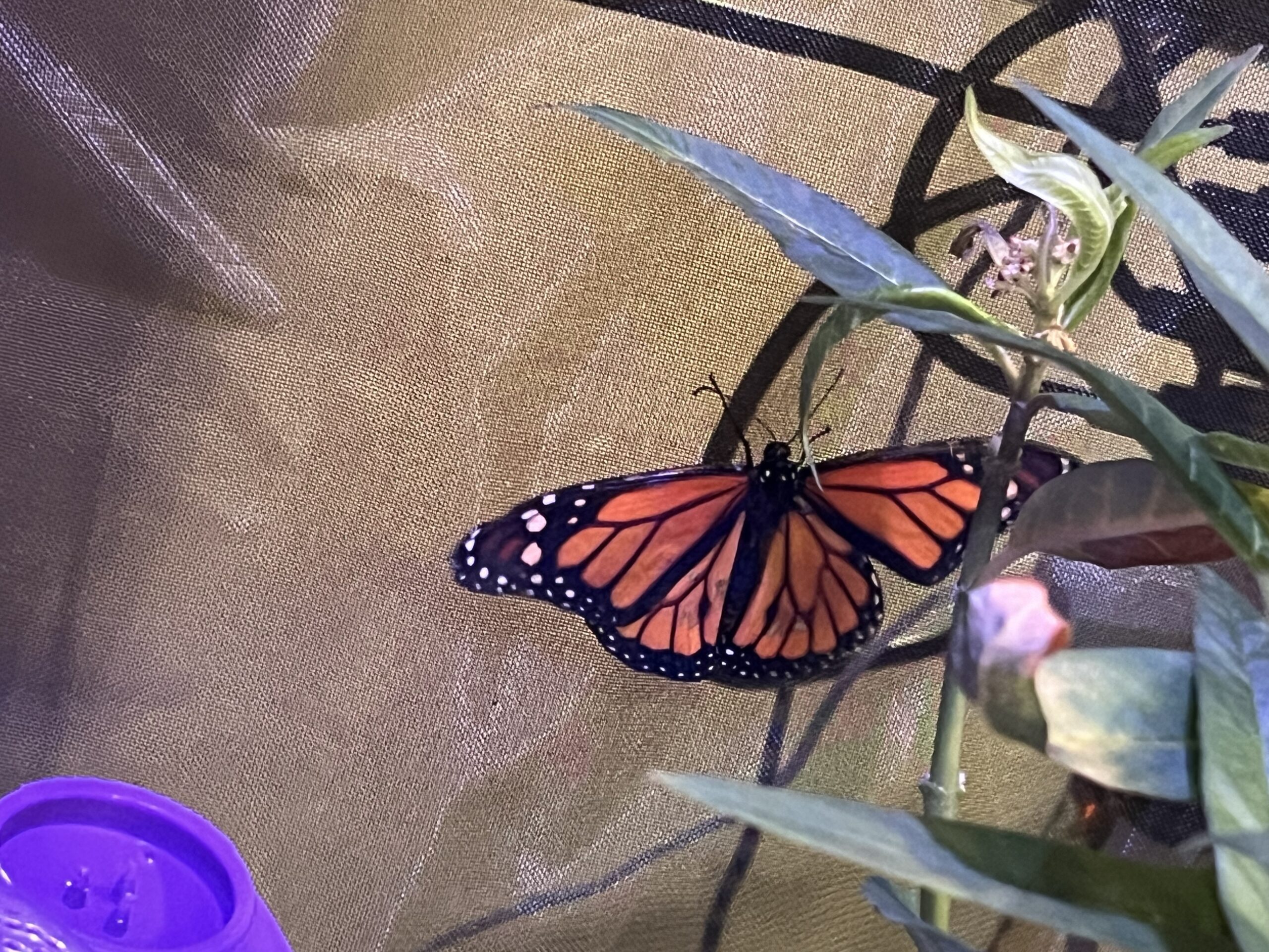 Overwintering in Louisiana Early December Update