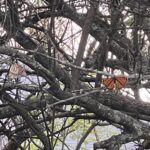 2 Monarchs resting for the night.