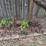 Newly Relocated Swamp Milkweed