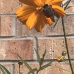 Bumblebee on Cosmos