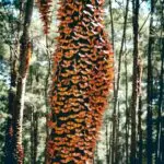 Monarch Butterflies Overwintering 01