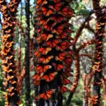 Monarch Butterflies Overwintering 02