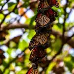 Monarch Butterflies Overwintering 03
