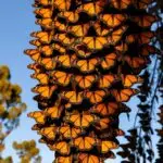 Monarch Butterflies Overwintering 04