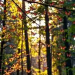 Monarch Butterflies Overwintering 05