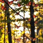 Monarch Butterflies Overwintering 05