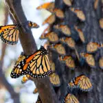 MonarchOverwintering