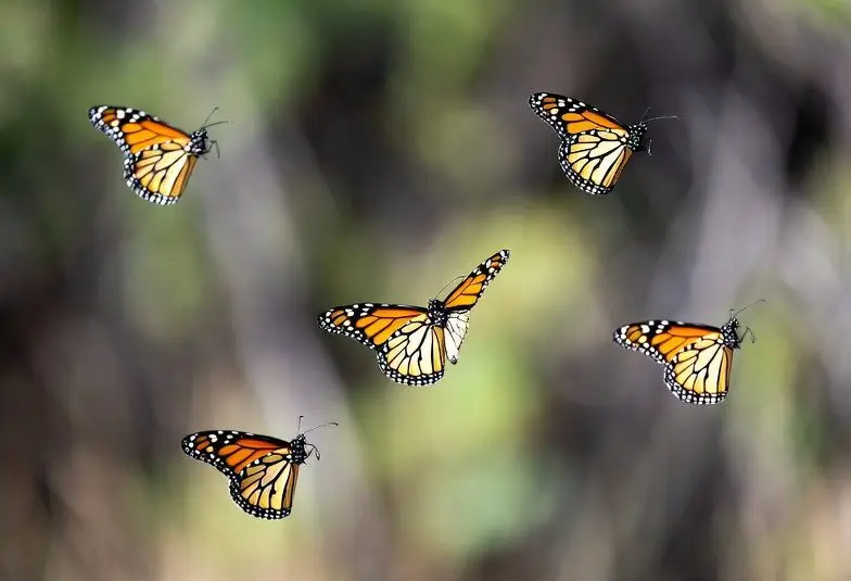 Preparing Your Garden for the Monarch Butterfly’s Spring Return: Essential Tips and Plant Recommendations