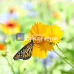 monarch-nectar-plants-for-louisiana-780x520