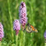 monarch-nectar-prairie-blazing-star