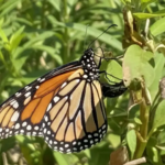 Female Monarch Butterfly Laying an Egg