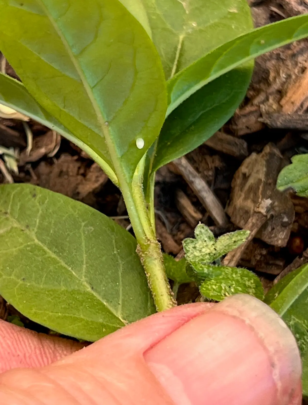 Late March 2026 Monarch Breakthrough in Bossier City, LA: Nineteen Eggs Discovered – Signs of a Stronger Breeding Wave in Northwest Louisiana