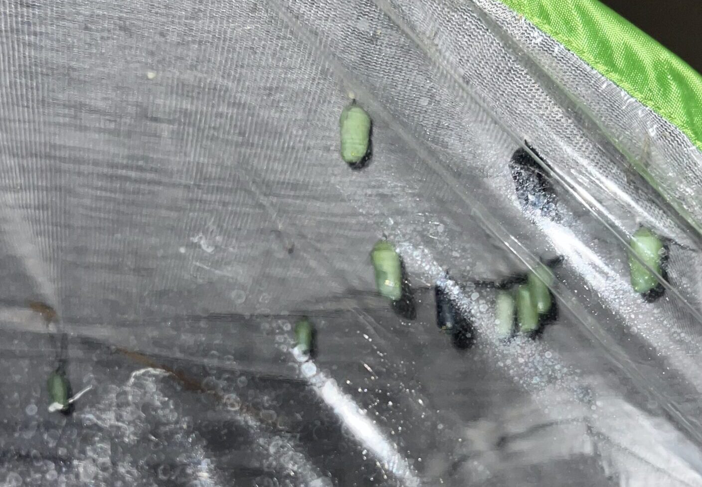 Late April Habitat Update: 3 Butterflies 16 Chrysalises and 5 Caterpillars – The 2026 Wave Is Thriving in Northwest Louisiana