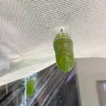 6A6310D3-288D-4542-BE77-FE0560402E2D_1_105_c