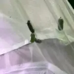 9E16DF18-10FF-45FA-A1D1-FD913635D5DE_1_105_c