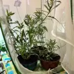 C32E446B-6062-4A39-BB66-35F2B3C2C5AD_1_105_c