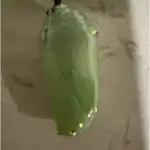 Chrysalis