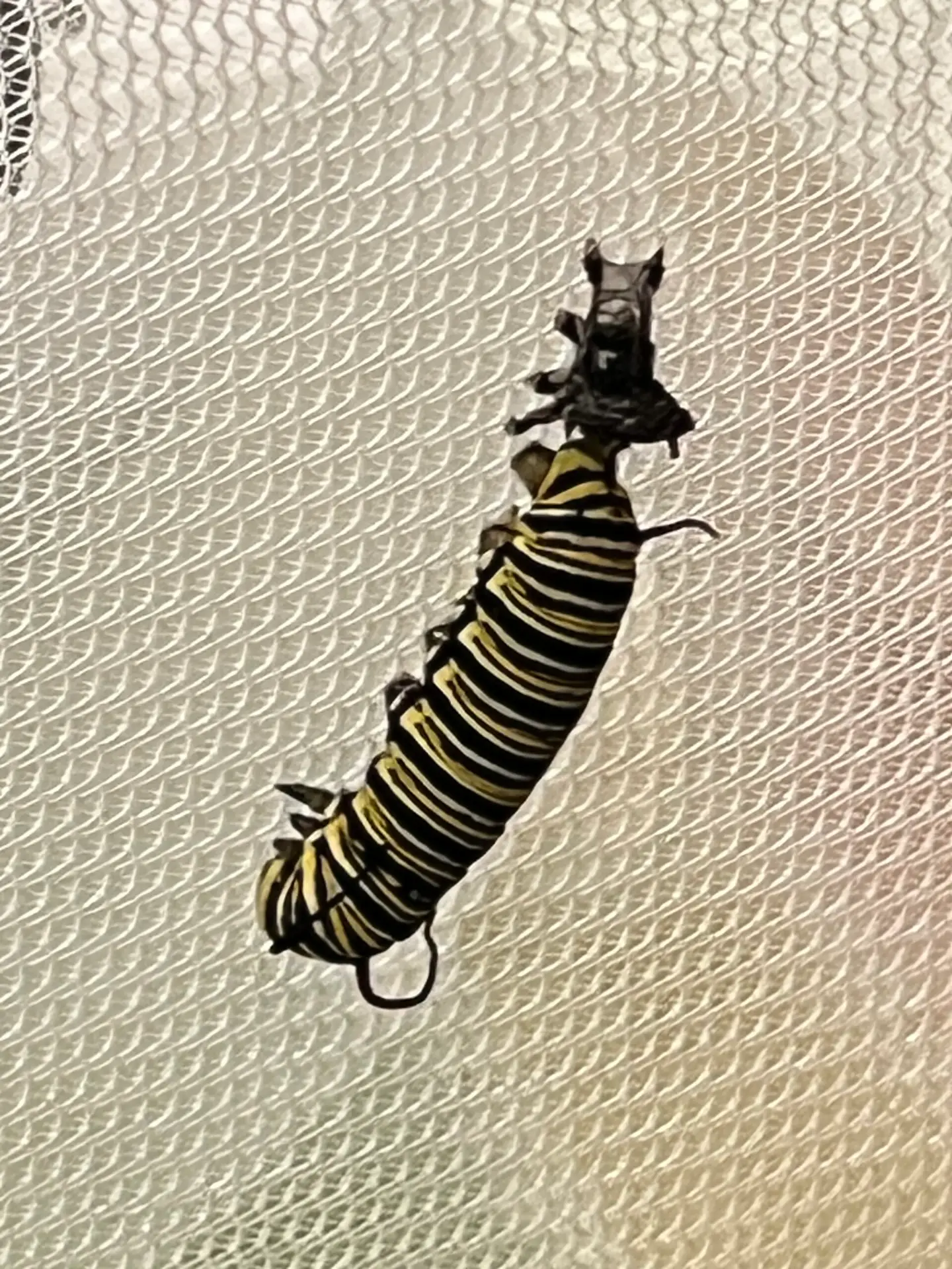 Mid-April 2026 Monarch Migration Update: Multiple Caterpillars of Various Instars, Five Chrysalises, and One in “J” Position – Progress in Northwest Louisiana, Raising Tips, and Community Photo Album