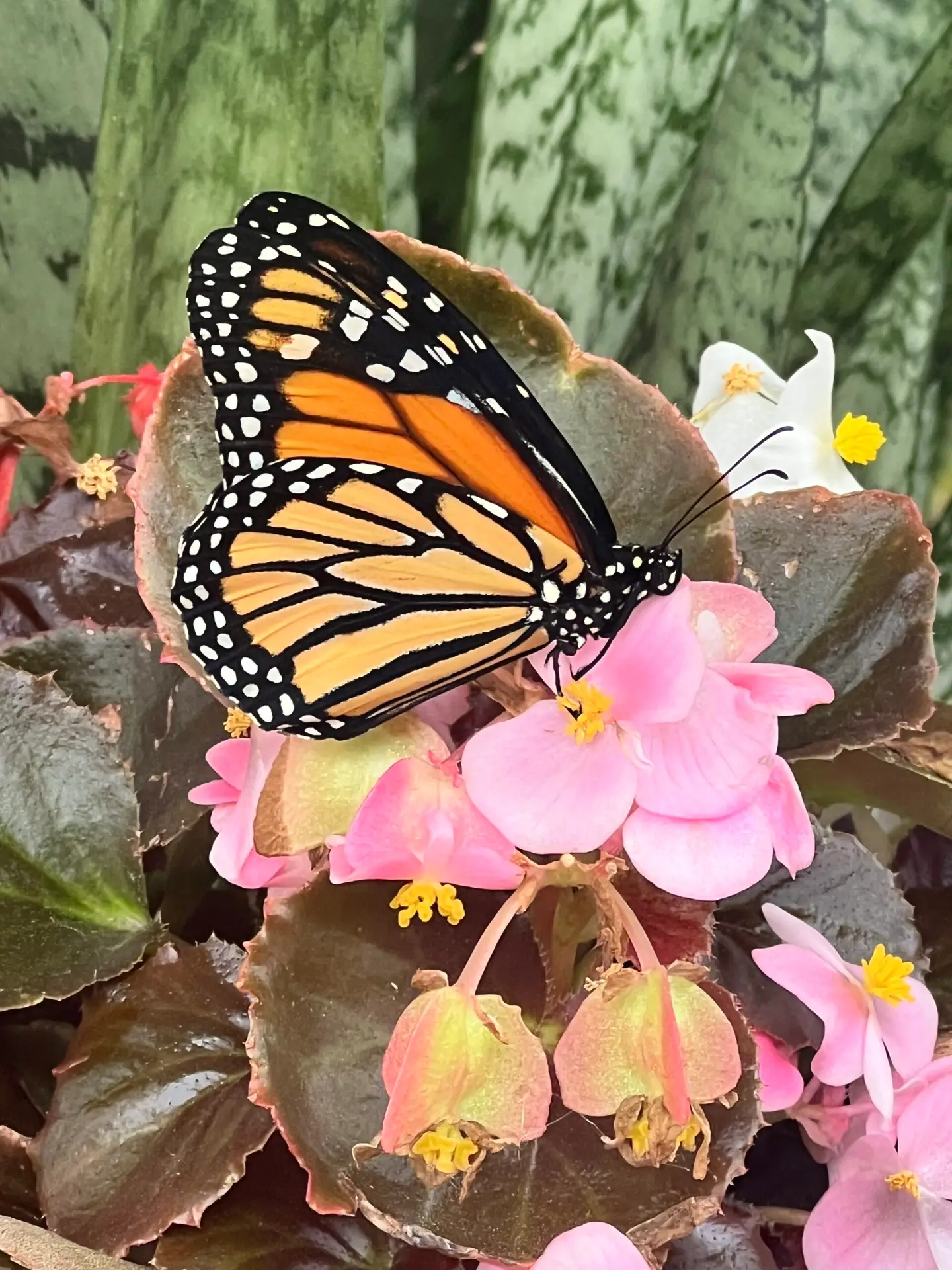April 26, 2026 Weekend Habitat Update: Monarch Releases, Emerging Chrysalises, and Sustained Garden Stewardship
