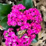 IMG_3338