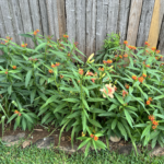ButterflyGardenFlowers01