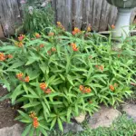 ButterflyGardenFlowers02