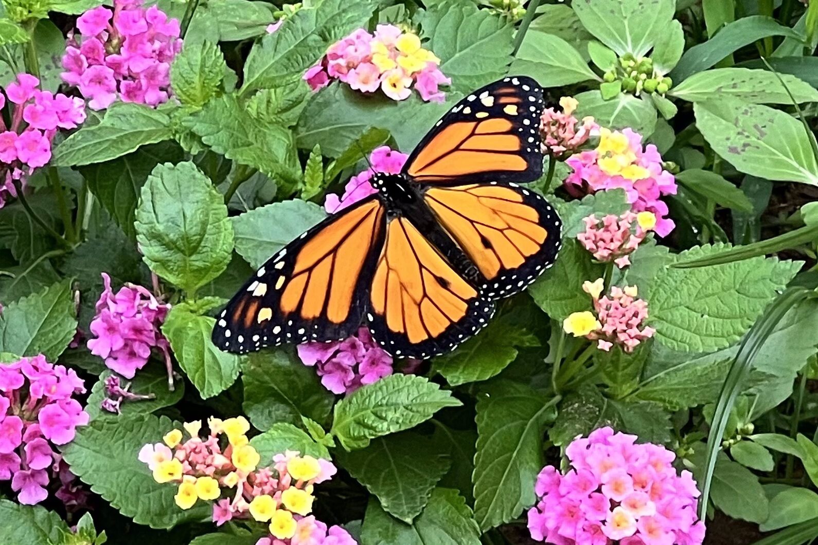 Habitat Update: First-Generation Releases Completed, Second-Generation Rearing Underway, and Ongoing Garden Stewardship