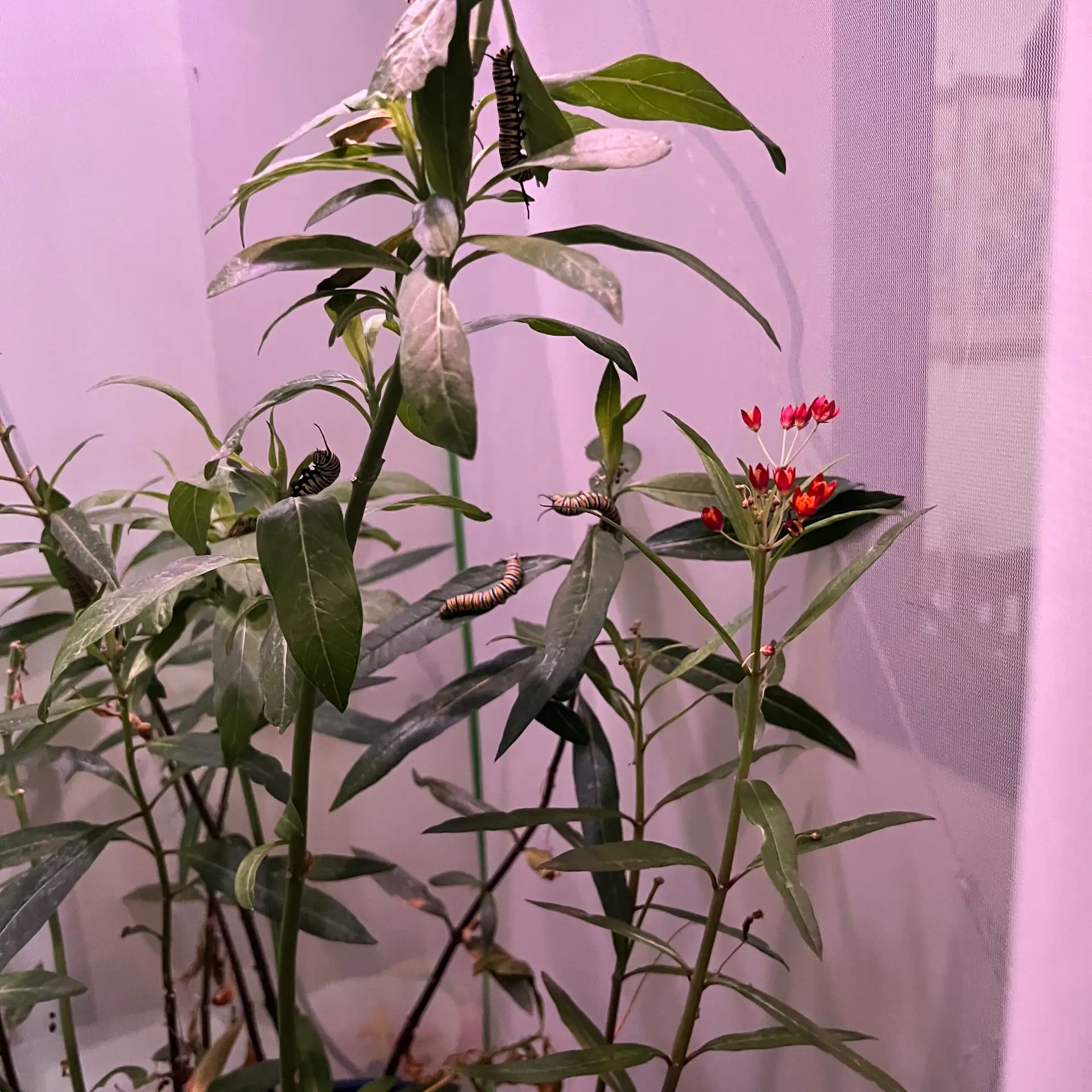 Habitat Update: Flowerbed Maintenance, Potted Milkweed Inspections, Multi-Instar Caterpillar Rearing, and Practical Gardening Hacks