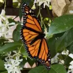 Male