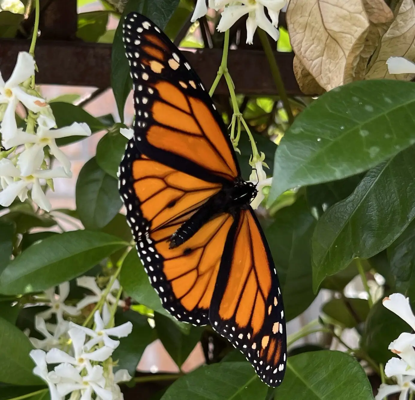 May 3, 2026 Weekend Habitat Update: First-Generation Releases Complete, Second Generation Collection Begins, and Habitat Stewardship