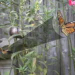 MonarchInFlight_Zoomed