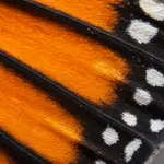 Close Up of Monarch Wing