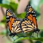 MonarchsMating
