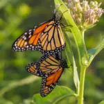MonarchsMating01