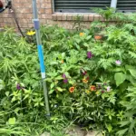 PollinatorGardenFlowers02