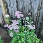 Yarrow