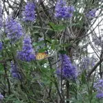DSC00511