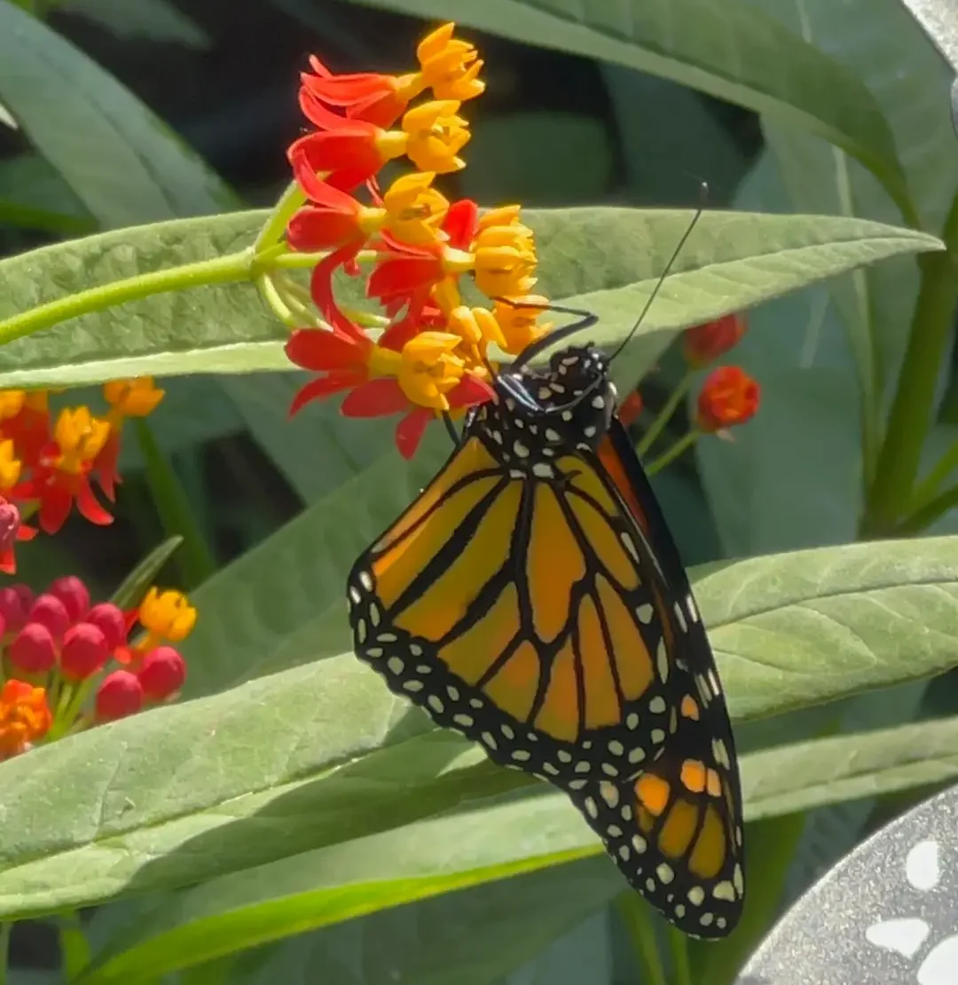 From Egg to Rescue: A Weekend of Watching, Searching, and Finding