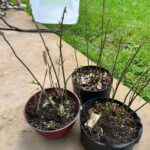 Three potted milkweed plants with mostly bare stems after being stripped by monarch caterpillars, showing fresh new growth tips emerging from the tops.