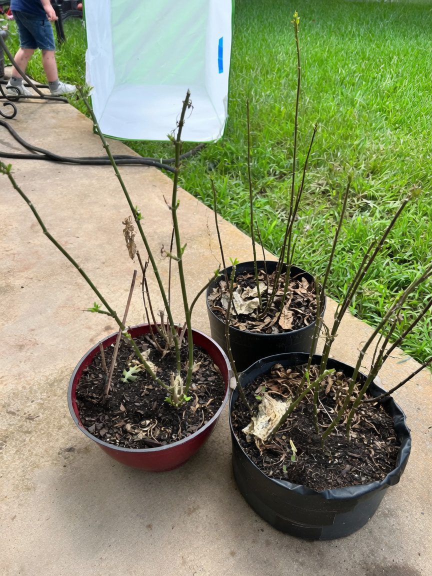 From Bare Stems to Fresh Leaves: Moving Day in the Habitat