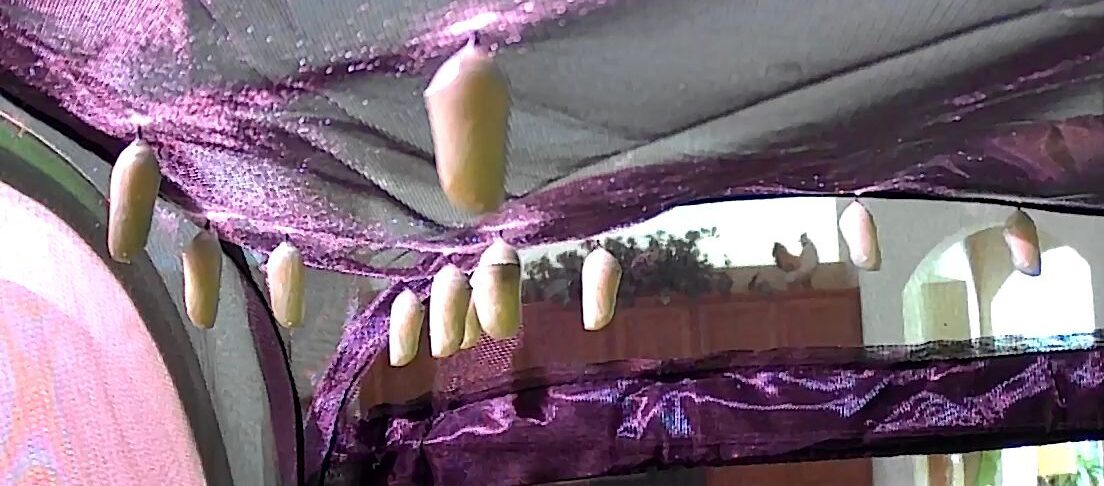 17 Chrysalis, 2 New Caterpillars: This Week in the Habitats