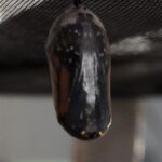 Chrysalis