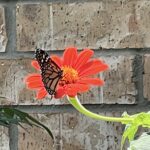 IMG_4946