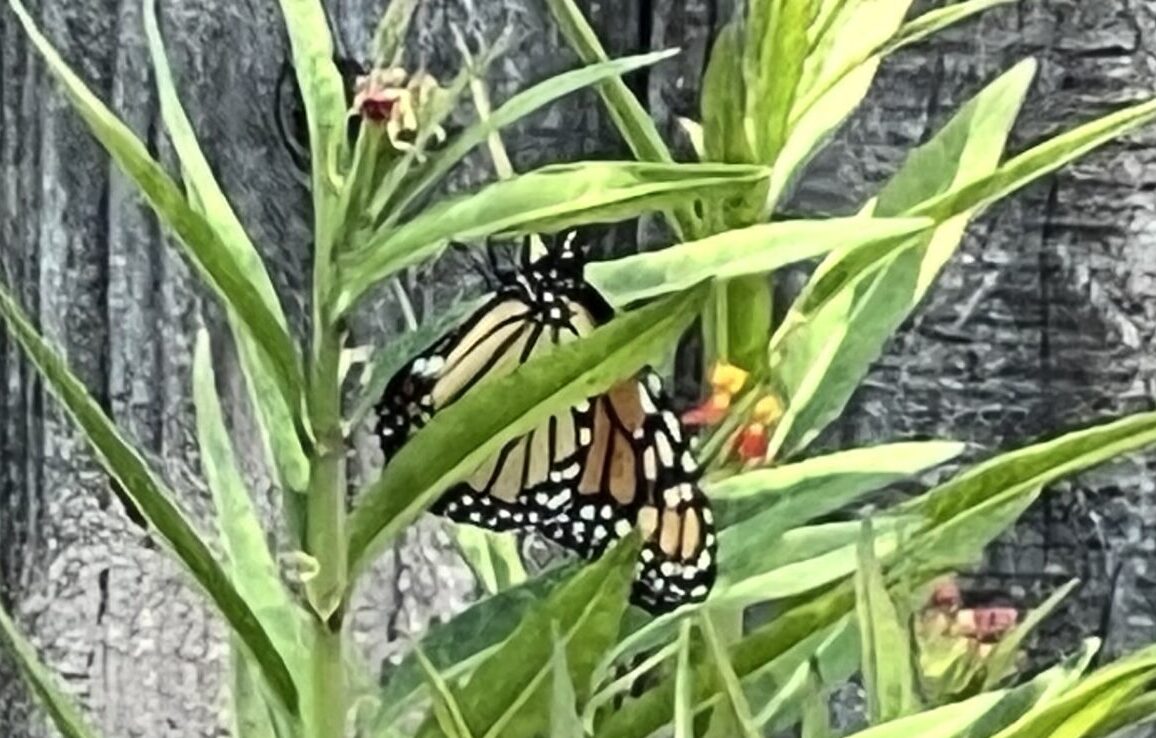 The One Who Waited: A Brother, a Butterfly, and Fourteen New Neighbors